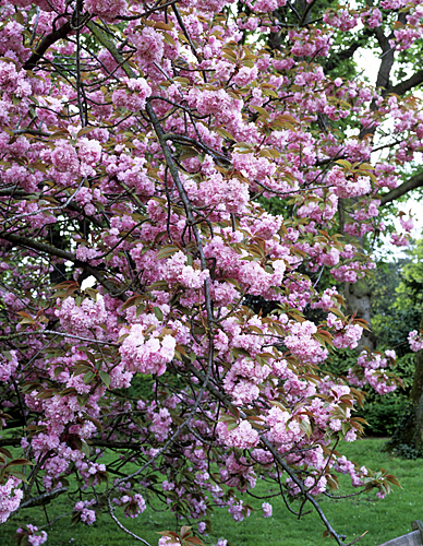 Prunus serrulata Kiku shidare szakura MAP ADE GIP0106760