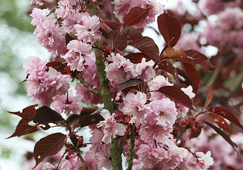 Prunus serrulata Royal Burgundy