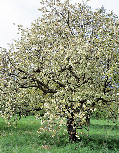 Prunus serrulata Ukon MAP ADE GIP0107865