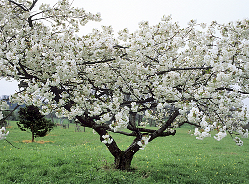 Prunus serrulata shirotae MAP ADE GIP0107862