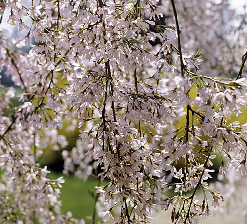 Prunus subhirtella Autumnalis Mioulane MAP NPM GIP150225002