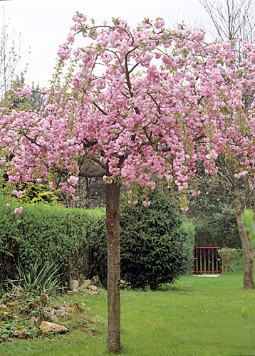 Prunus subhirtella Pendula Rosea Plena Mioulane MAP NPM GIP0003891