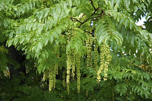 Pterocarya fraxinifolia MAP CFD108 GWI