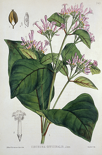 Quinine plant Robert Bentley 1880