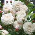 Rosa Felicite Perpetue MAP Mioulane 0006956