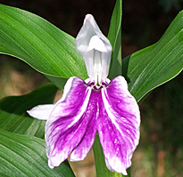 Roscoea Wisley Amethyst best