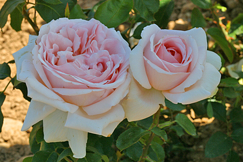 La rose ‘André Le Nôtre’, une création Meilland tout en délicatesse. ©www.map-photos.com – N. & P. Mioulane Rose Andre le Notre Mioulane MAP 0006626