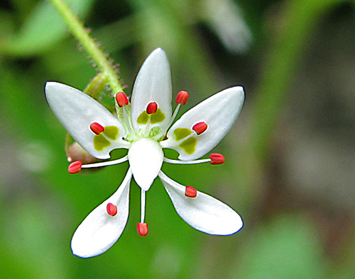 Saxifraga michauxii