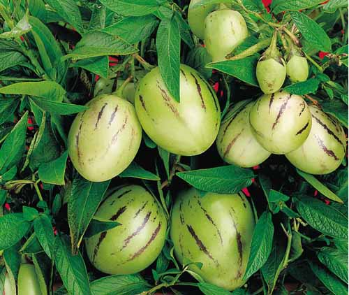 Solanum muricatum fruit