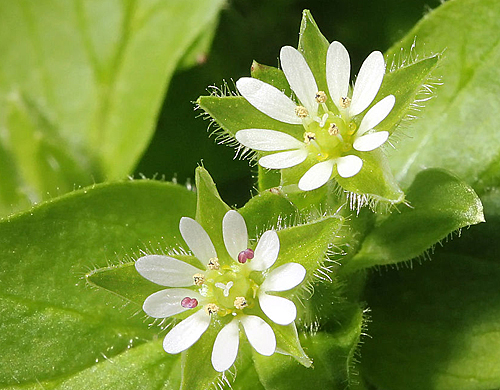 Stellaria media Mouron oiseaux