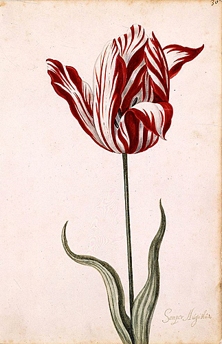 Tulipe Semper Augustus gravure
