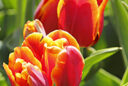 Tulipe Mioulane MAP NPM 914350265