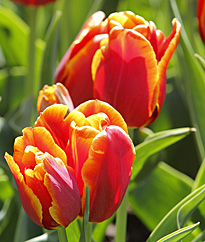 Tulipe Mioulane MAP NPM 914350265