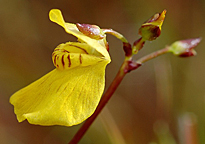 Utricularia ochroleuca