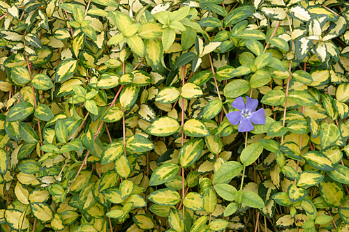 Vinca illumination