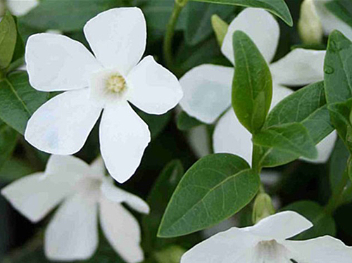 Vinca minor Alba