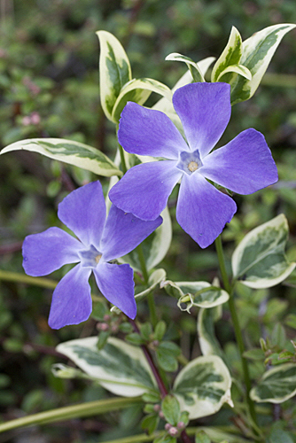 Vinca minor Panachee MAP TRE10024 GWI