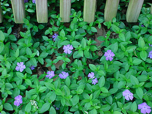 Vinca minor Utilisation