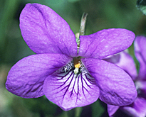 Viola odorata MAP ADE GIP0100829