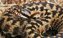 Vipera berus A