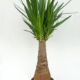 Yucca gigantea Maya Tree photo Custers Plants