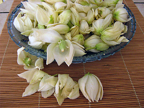 Yucca fleur comestible