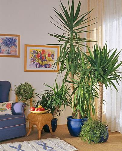 Yucca interieur MAP 512804400 FST