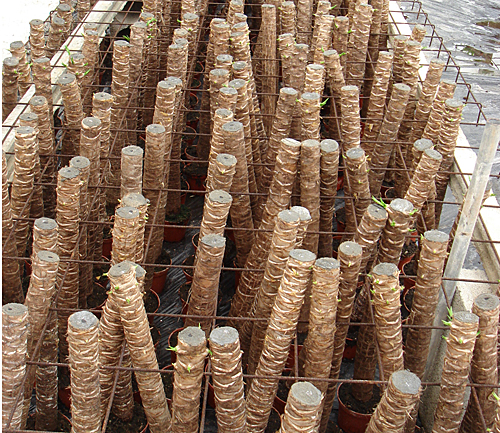 Yucca production