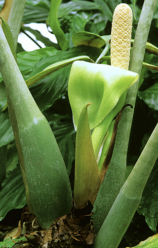 Zamioculcas Fleur MAP ADE GIP0097960