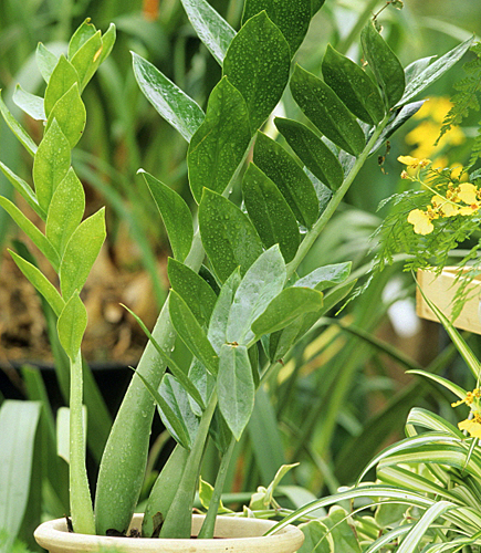 Zamioculcas Jeune pousse MAP ADE GIP0098342