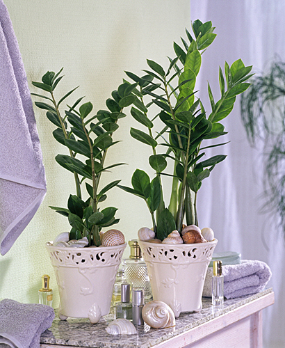 Zamioculcas cache pot MAP 61012830 FST