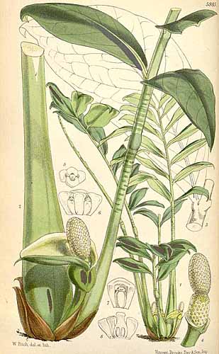 Zamioculcas gravure