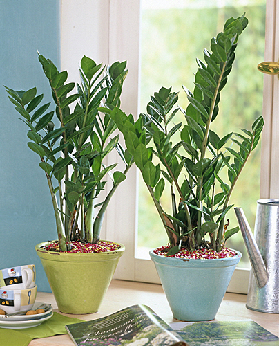 Zamioculcas interieur MAP 61005452 FST