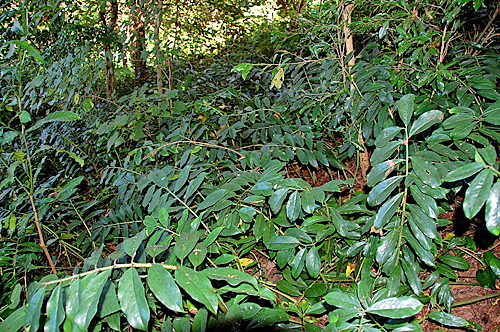 Zamioculcas nature Mozambique