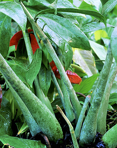 Zamioculcas souche petiole MAP ADE GIP0097959