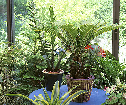 Zamioculcas veranda Mioulane MAP NPM GIP0104054