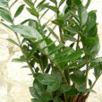 Zamioculcas zamiifolia Potee