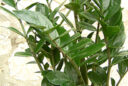 Zamioculcas zamiifolia Potee