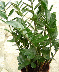 Zamioculcas zamiifolia Potee