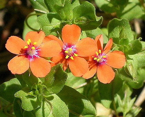 anagallis arvensis Floraison orange