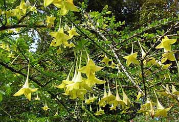 catesbaea spinosa