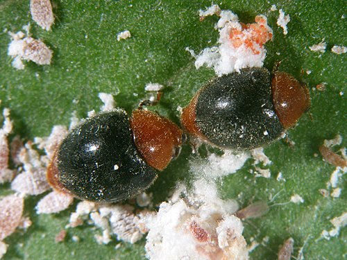 cryptolaemus montrouzieri7.jpg