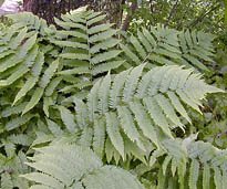 dryopteris goldiana