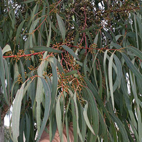 eucalyptus rodwayi