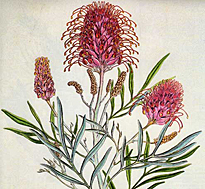 grevillea bauer