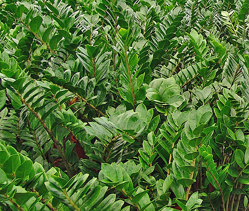 zamioculcas groupe