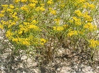 Sartwellia mexicana