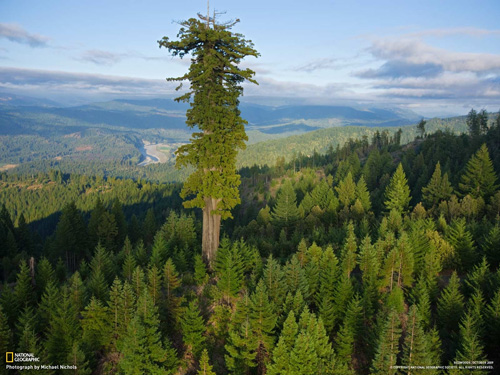 Sequoia hyperion