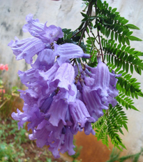 jacaranda mimosifolia visoflora