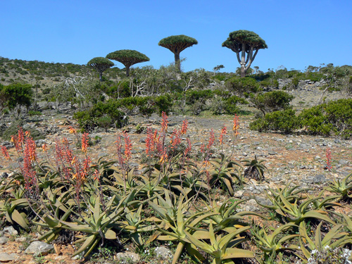 Aloe perryi Dixam P1170939